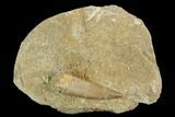 Fossil Plesiosaur (Zarafasaura) Tooth - Morocco #127403-1